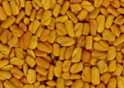 FENUGREEK SEEDS