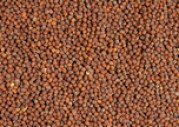 BROWN MUSTARD SEEDS